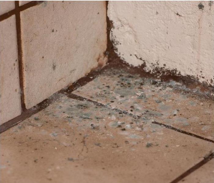Phoenix home with mold due to water damage
