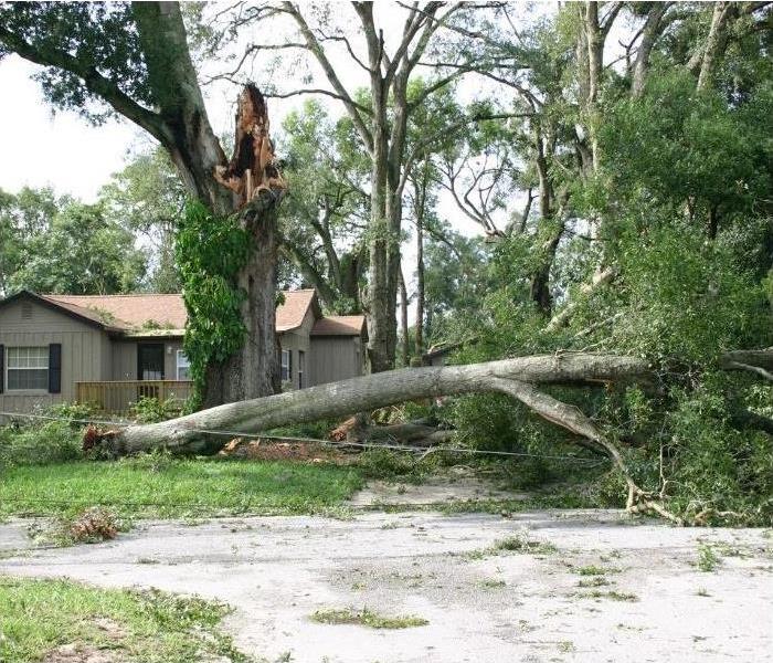 Downed trees from an AZ monsoon can cause damage to your home